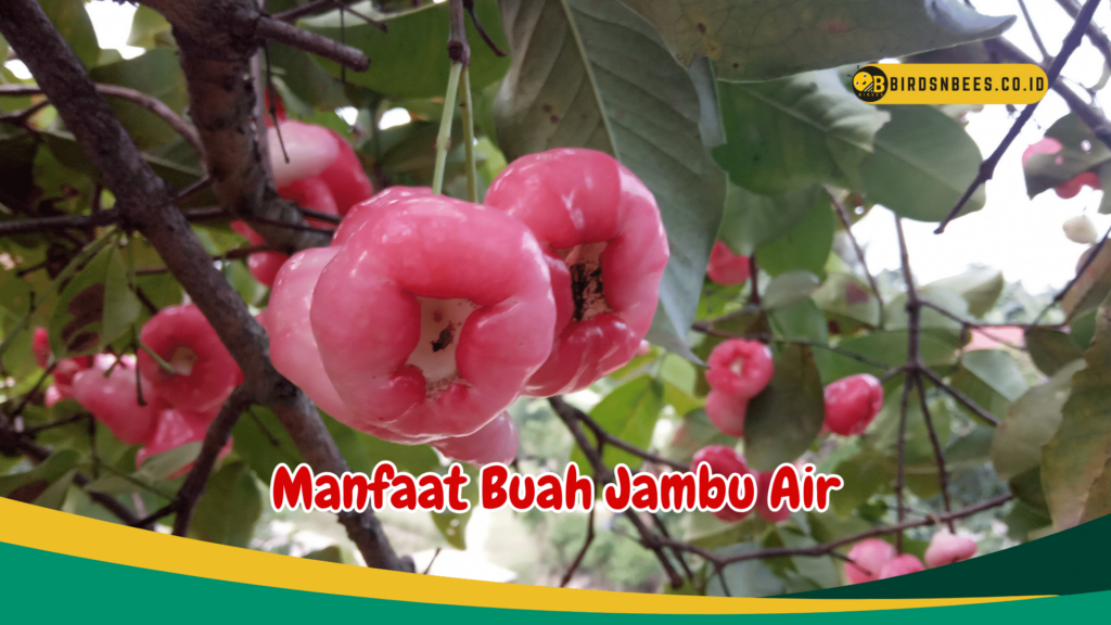 Manfaat Buah Jambu Air Untuk Kesehatan Birds N Bees