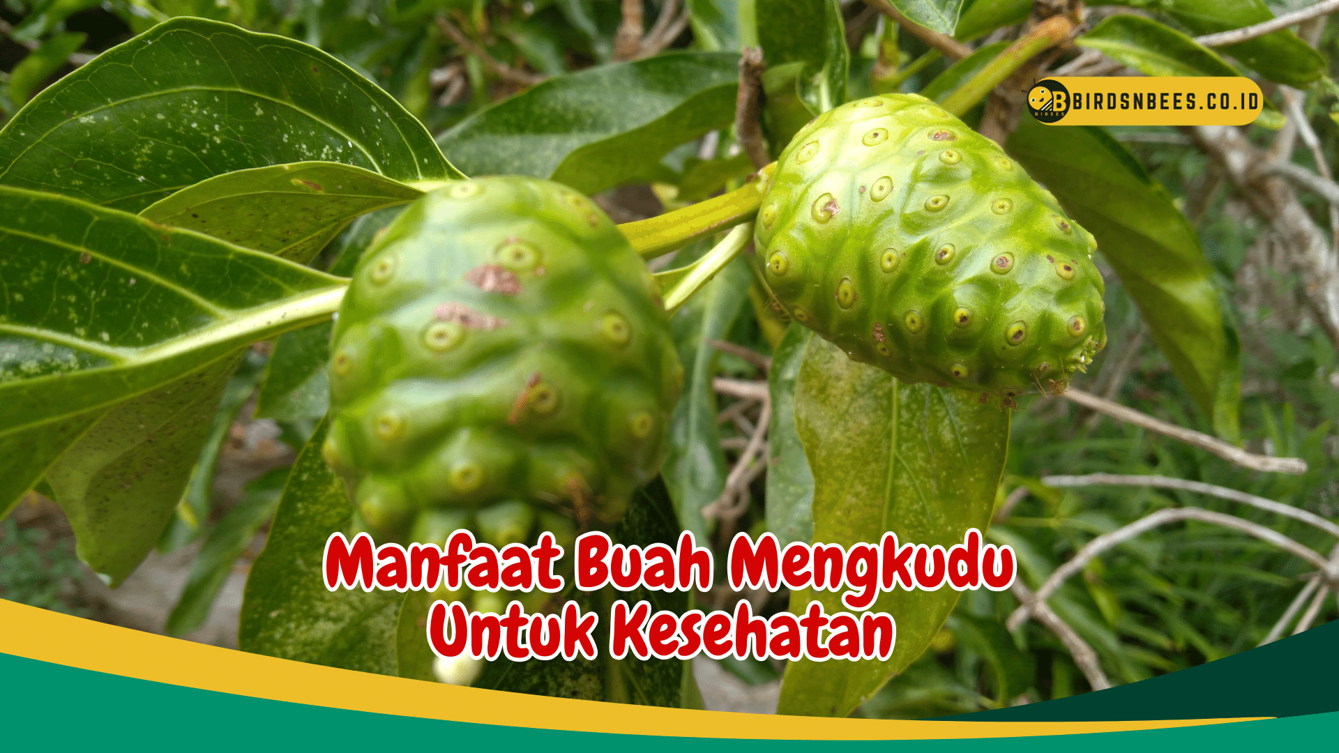 Simak Beberapa Manfaat Buah Mengkudu Yang Salah Satunya Sebagai Obat ...