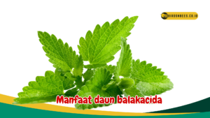 Manfaat daun balakacida