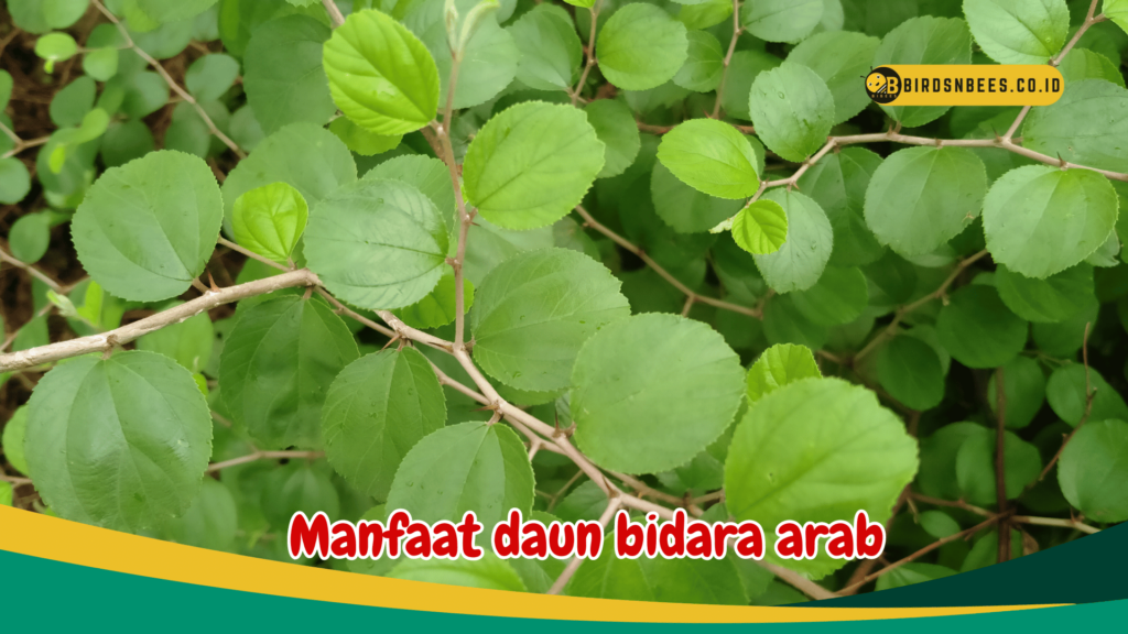 Manfaat daun bidara arab