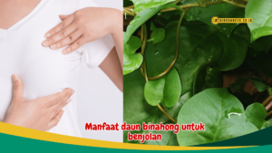 Manfaat daun binahong untuk benjolan