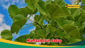 Manfaat daun dadap