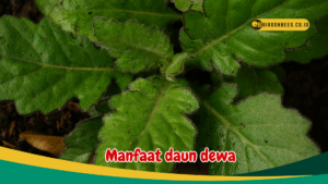 Manfaat daun dewa