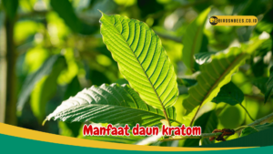 Manfaat daun kratom