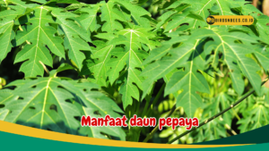 Manfaat daun pepaya