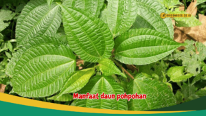 Manfaat daun pohpohan