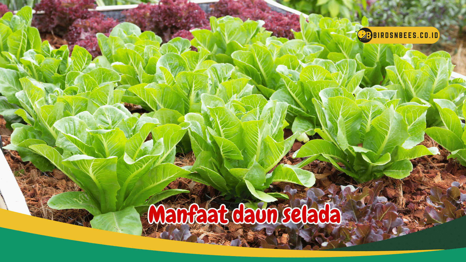 Manfaat Daun Selada Menjaga Hidrasi Tubuh Birds N Bees