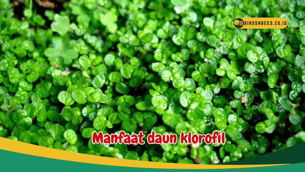 Manfaat daun klorofil