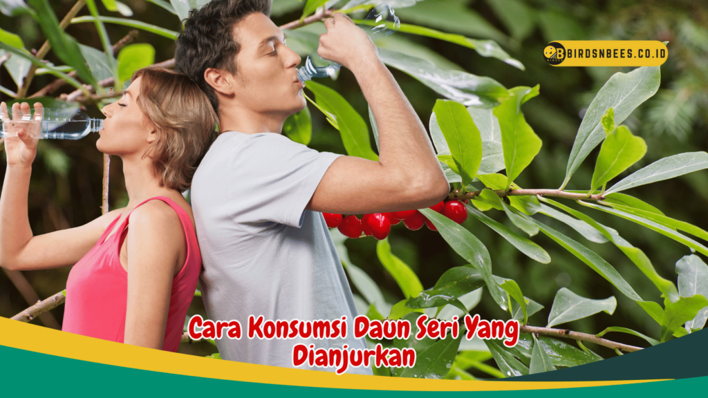 Cara Konsumsi Daun Seri Yang Dianjurkan