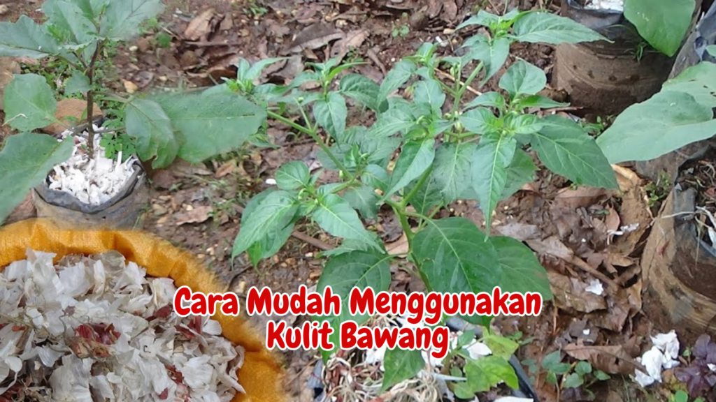 Cara Mudah Menggunakan Kulit Bawang