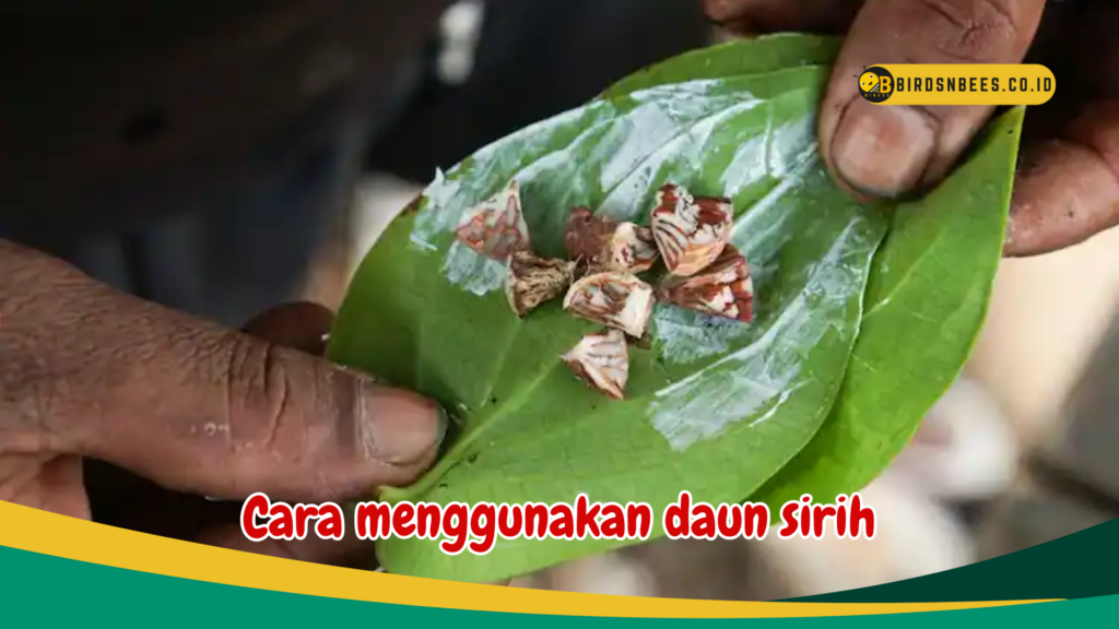 Cara menggunakan daun sirih