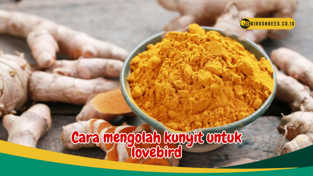 Cara mengolah kunyit untuk lovebird