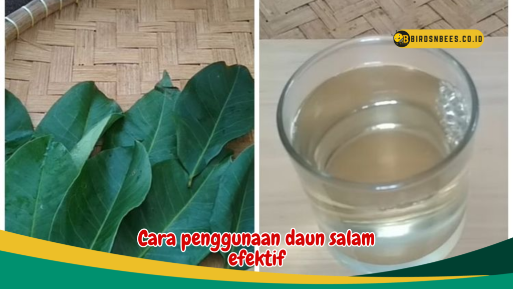 Cara penggunaan daun salam efektif