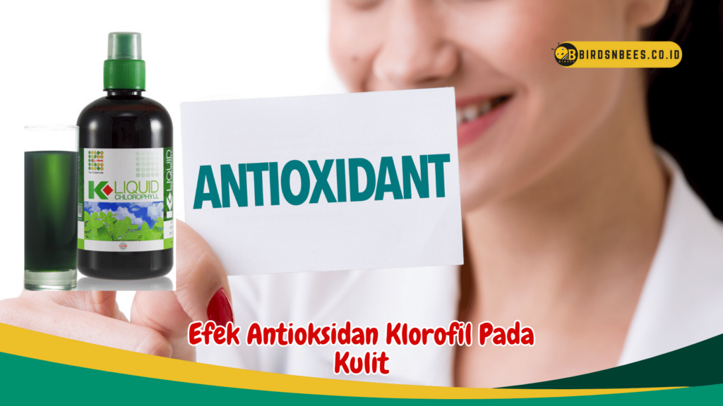 Efek Antioksidan Klorofil Pada Kulit