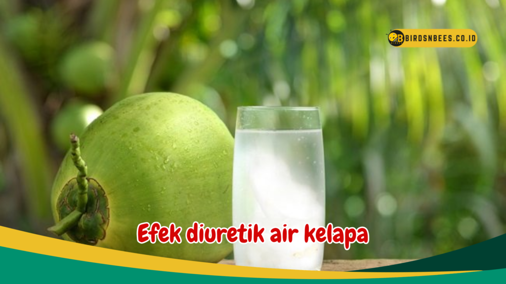 Efek diuretik air kelapa