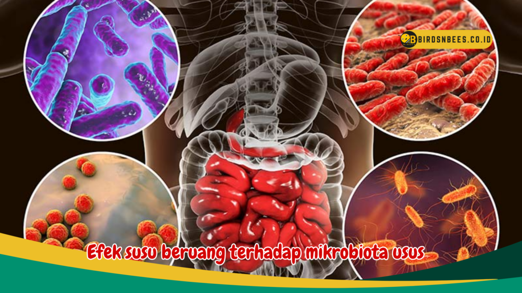 Efek susu beruang terhadap mikrobiota usus