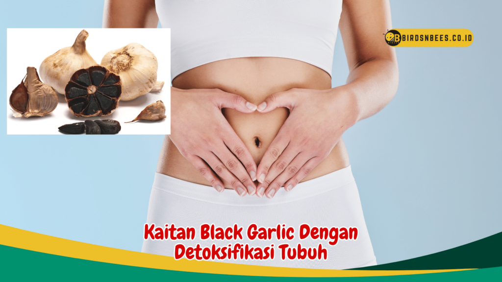 Kaitan Black Garlic Dengan Detoksifikasi Tubuh