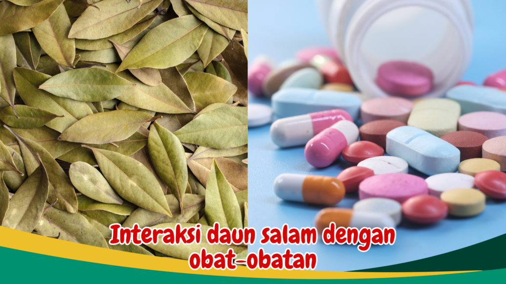 Interaksi daun salam dengan obat-obatan