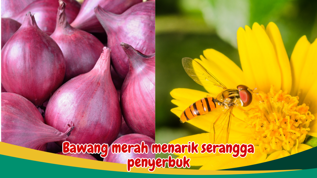 Bawang merah menarik serangga penyerbuk