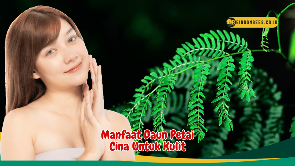 Manfaat Daun Petai Cina Untuk Kulit 