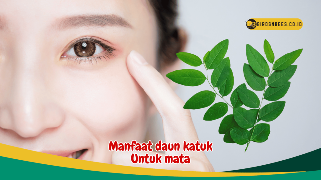 Manfaat Daun Katuk Untuk Mata