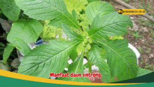 Manfaat daun sintrong