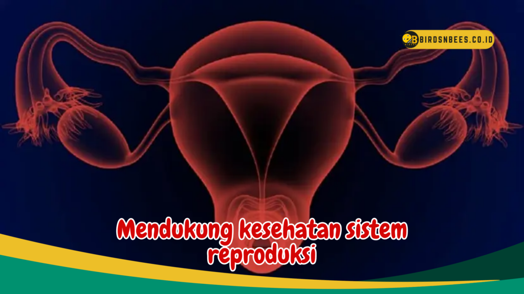 Mendukung kesehatan sistem reproduksi