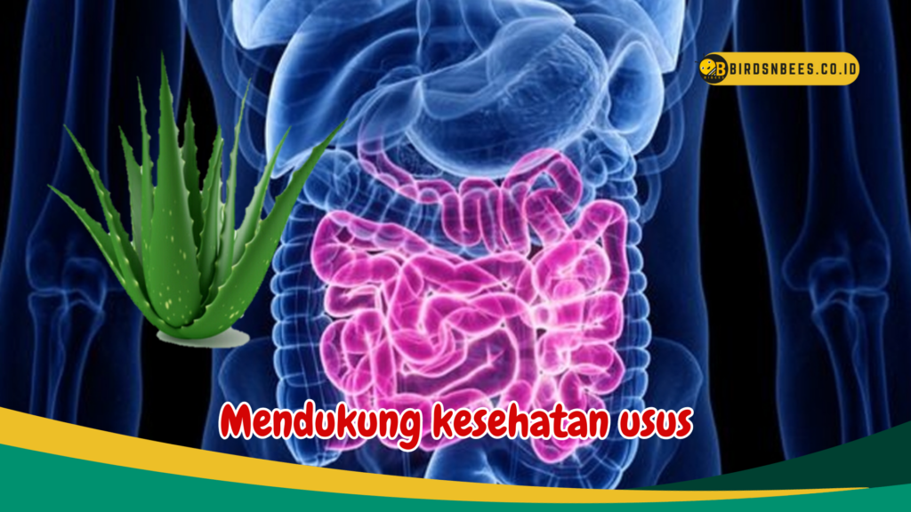 Mendukung kesehatan usus