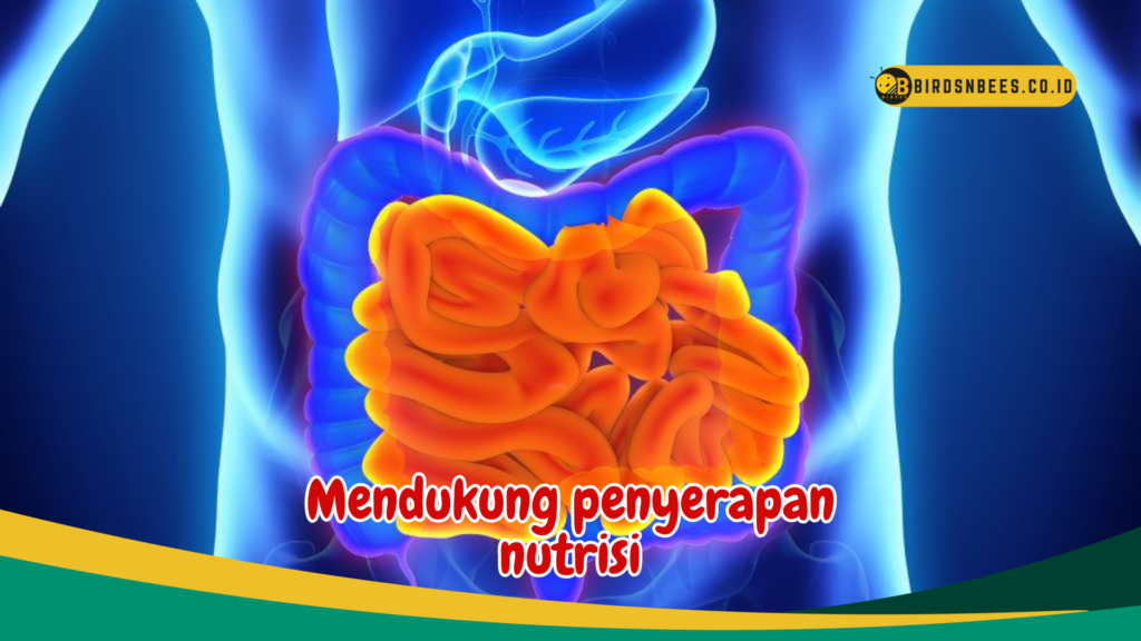 Mendukung penyerapan nutrisi