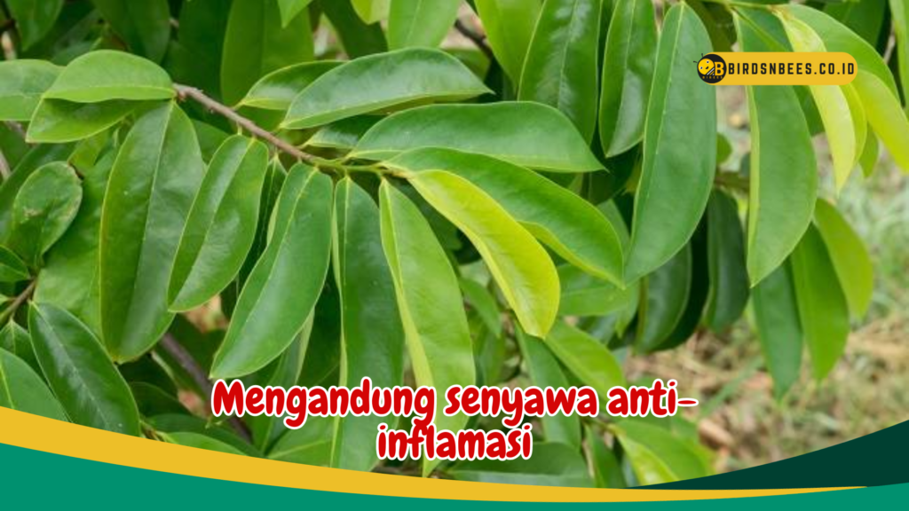 Mengandung senyawa anti-inflamasi