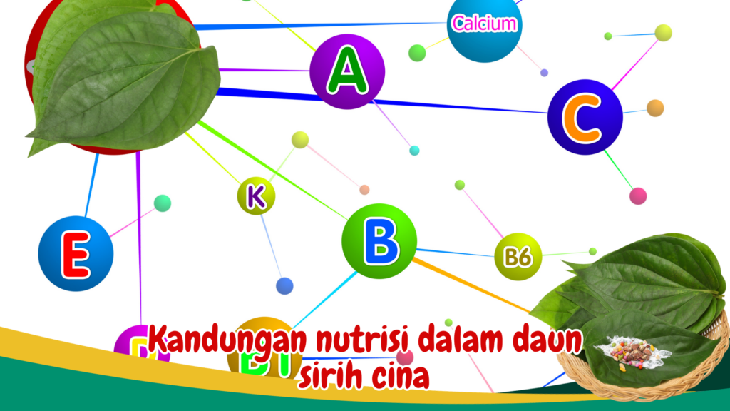 Kandungan nutrisi dalam daun sirih cina