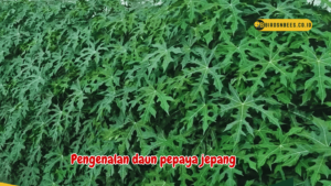 Pengenalan daun pepaya jepang