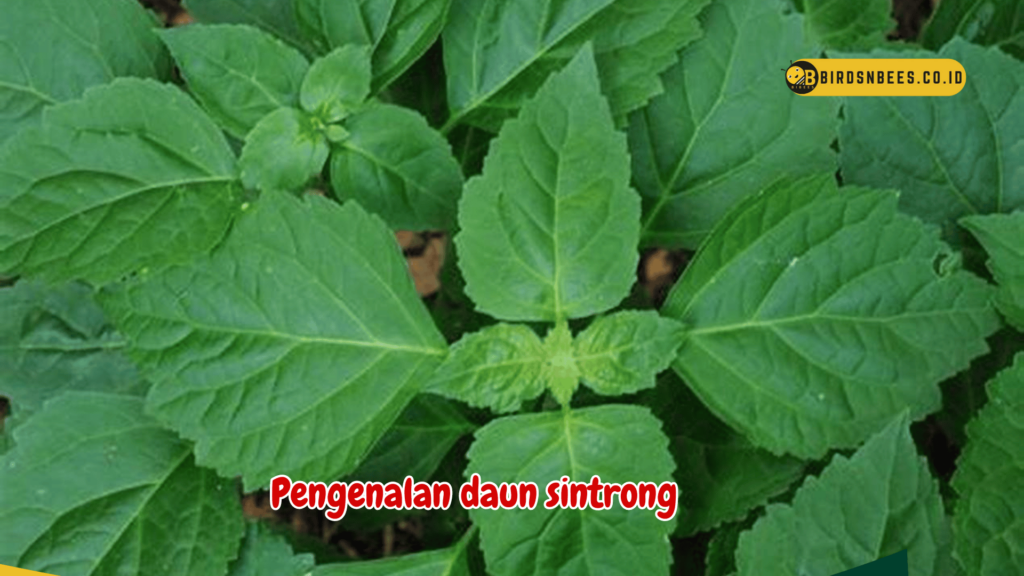 Pengenalan daun sintrong