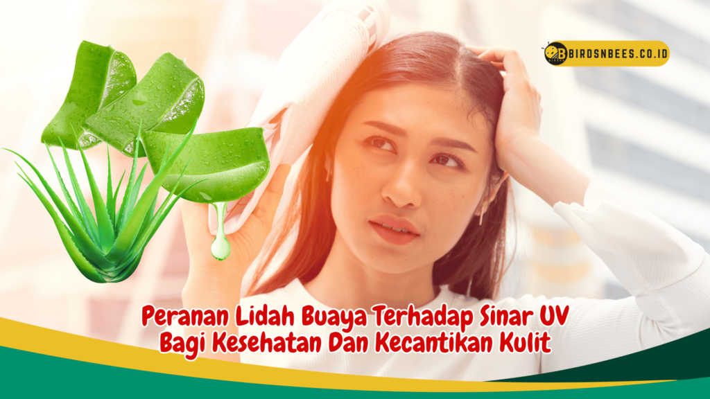 Peranan Lidah Buaya Terhadap Sinar UV Bagi Kesehatan Dan Kecantikan Kulit