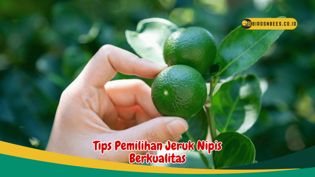 Tips Pemilihan Jeruk Nipis Berkualitas