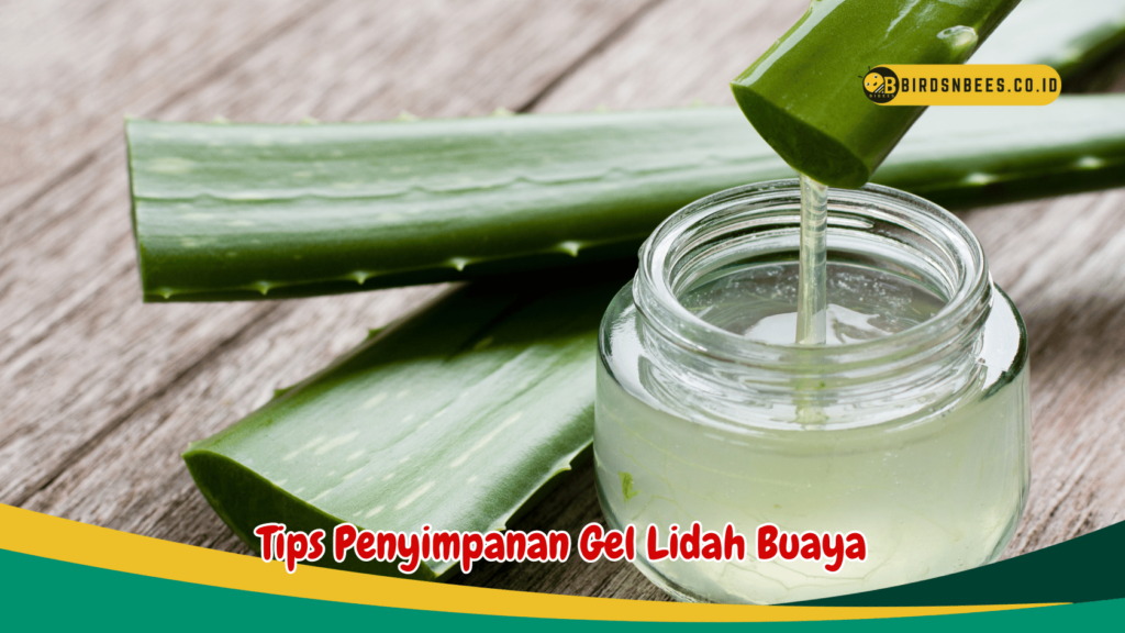 Tips Penyimpanan Gel Lidah Buaya