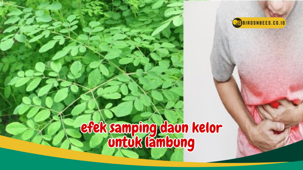 efek samping daun kelor untuk lambung