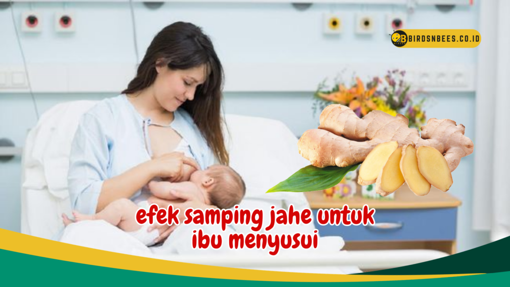 efek samping jahe untuk ibu menyusui