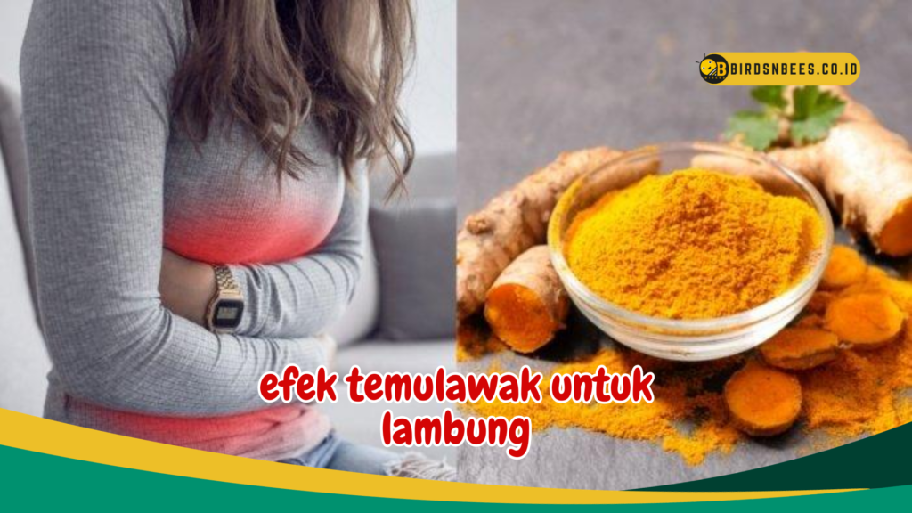 efek temulawak untuk lambung