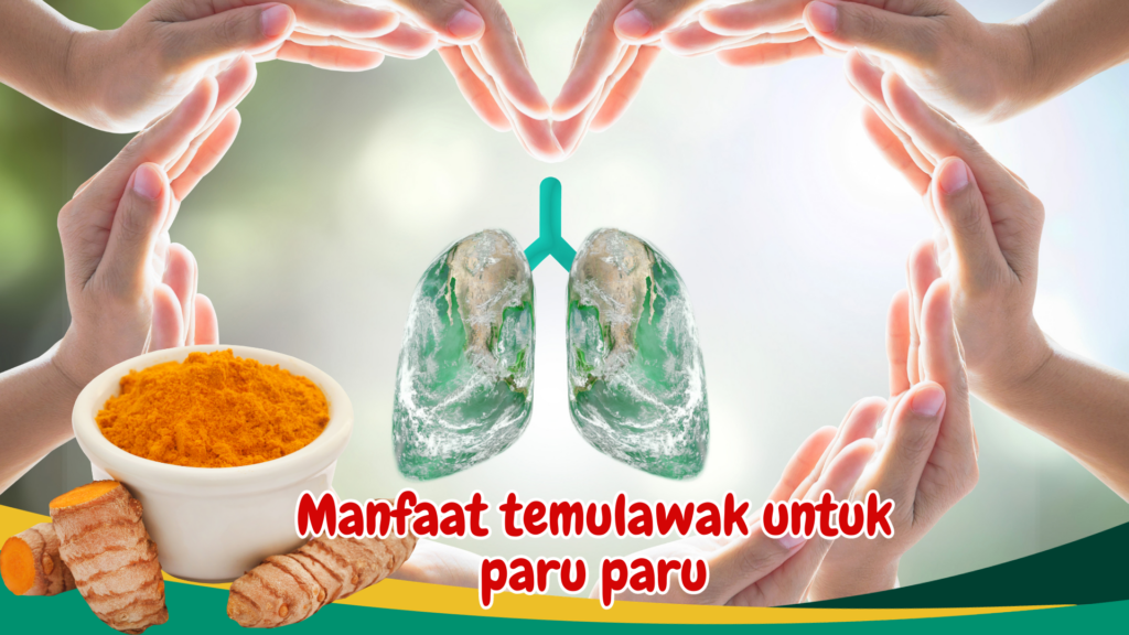 Manfaat temulawak untuk paru paru