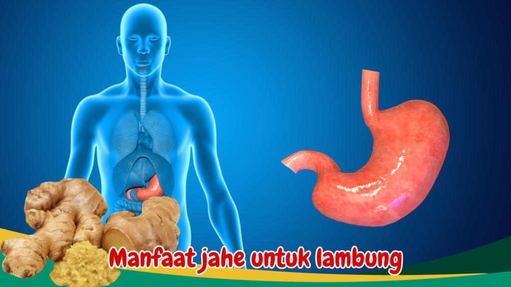 Manfaat jahe untuk lambung