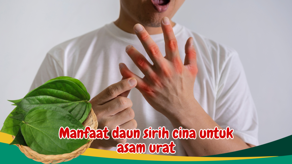 Manfaat daun sirih cina untuk asam urat