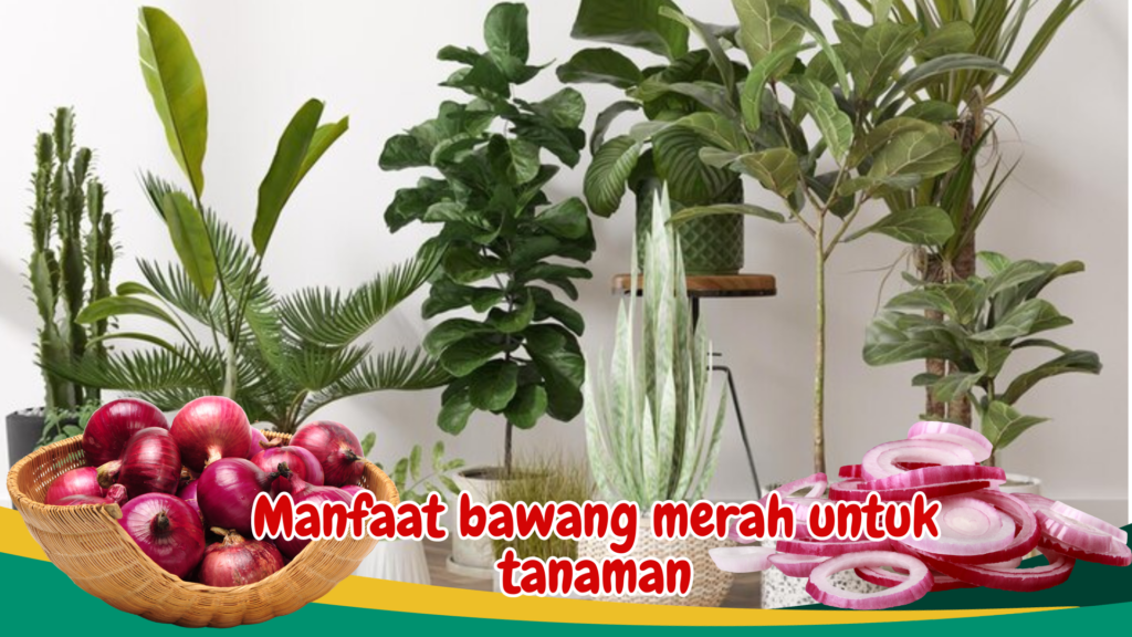 Manfaat bawang merah untuk tanaman