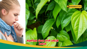 manfaat daun sirih untuk batuk