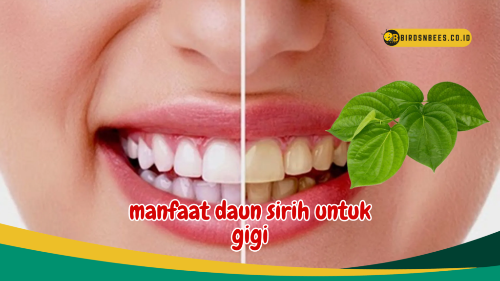 manfaat daun sirih untuk gigi