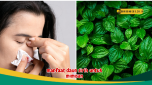 manfaat daun sirih untuk mimisan