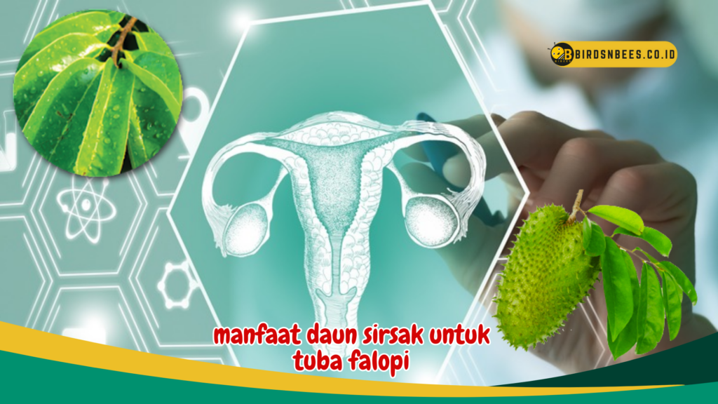 manfaat daun sirsak untuk tuba falopi