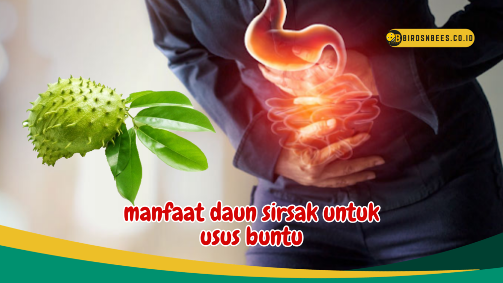 manfaat daun sirsak untuk usus buntu