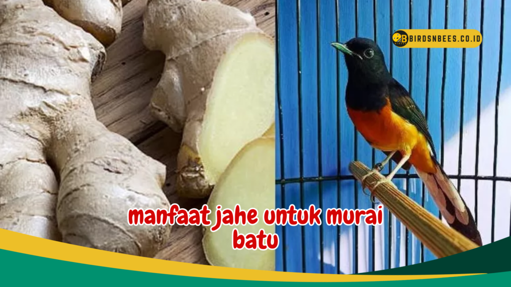 manfaat jahe untuk murai batu