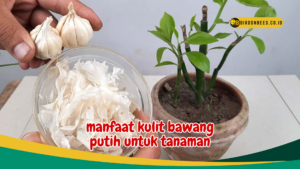 manfaat kulit bawang putih untuk tanaman